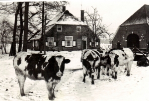 F61 Pinken in de sneeuw voor boerderij Rouwenhorst, 1968